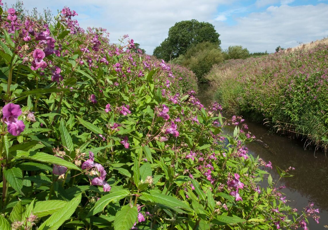 Image of  Great Weather for Clearing Himalayan Balsam!