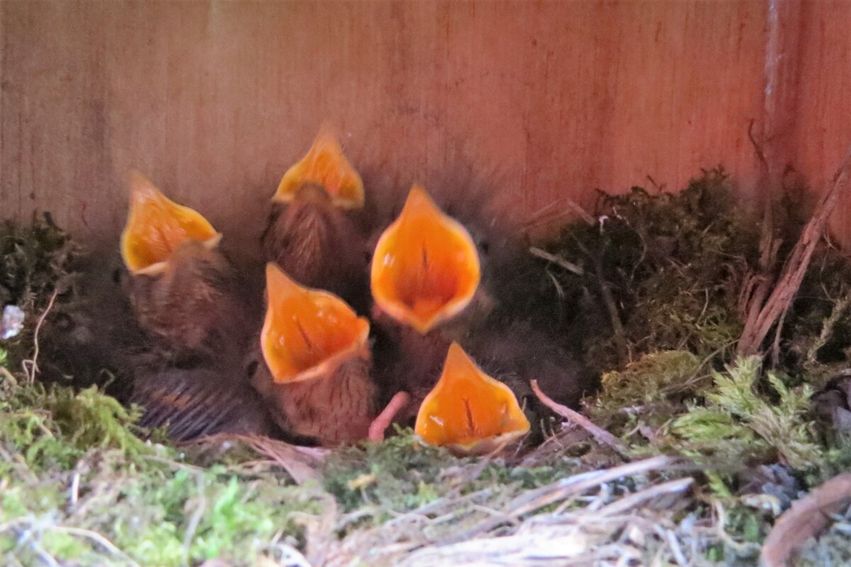 Image of New Arrivals Keeping Mum & Dad Busy! 
